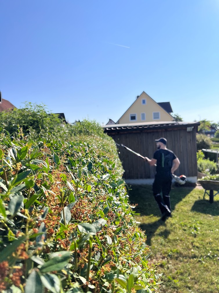 Heckenschnitt mit einer Teleskop-Heckenschere im Garten